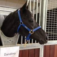 Dandino arrives in Australia