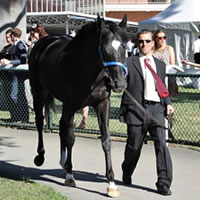 Dandino runs 2nd in 2013 Caulfield Cup