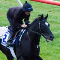 Dandino primed for 2013 Hong Kong Vase