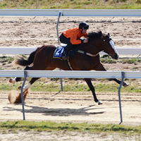 Some impressive youngsters at Seymour Breeze Ups