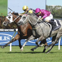 Big weekend for Magic Millions Graduates