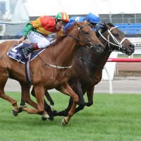 Excitement building for 2015 Magic Millions Adelaide Yearling Sale