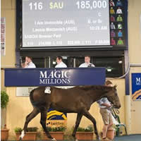 Master of Design colt tops Day 2 of Magic Millions Adelaide Yearling Sale