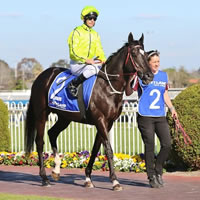 The ‘Black Beast’ Dandino primed for 2015 Geelong Cup assault