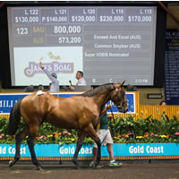 2016 Gold Coast Magic Millions Sales Exceeds and Excels on Day 1