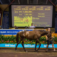 Pierro steps up on Day 3 of 2016 Gold Coast Magic Millions Yearling Sale