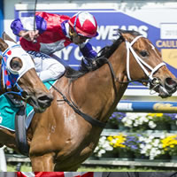 Eclair Choice wins South Australian Horse of the Year