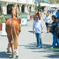 Graduates flying approaching Magic Millions Gold Coast 2YO Sales