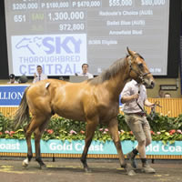 Redoute’s Choice Colt tops Day 3 of 2017 MM Gold Coast Yearling Sale
