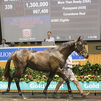 Sebring’s full brother sets Day Two of 2017 Magic Millions Sale alight