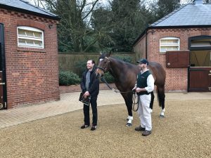 Frankel at Juddmonte Farm