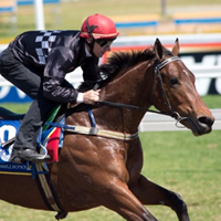 magic millions 2yo catalogue