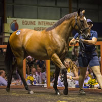 Records smashed on Day Four of 2018 Magic Millions Gold Coast Sale