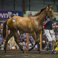 I Am Invincible colt sells for $2 Million on Day Two