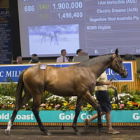 Day Three produces Five individual $1 Million Lots on Gold Coast