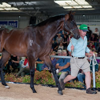 Record Levels for 2018 Magic Millions Tasmanian Yearling Sale