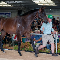 epaulette colt