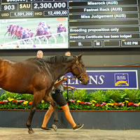 Missrock tops Day One of 2019 Magic Millions National Broodmare Sale