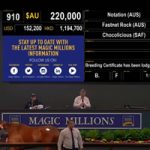 notation lot 910 magic millions