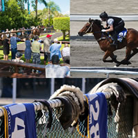 Gold Coast 2YOs in Training Sale Entries now Open